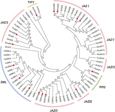 Genome-Wide Identification of the TIFY Family in Salvia miltiorrhiza Reveals That SmJAZ3 Interacts With SmWD40-170, a Relevant Protein That Modulates Secondary Metabolism and Development